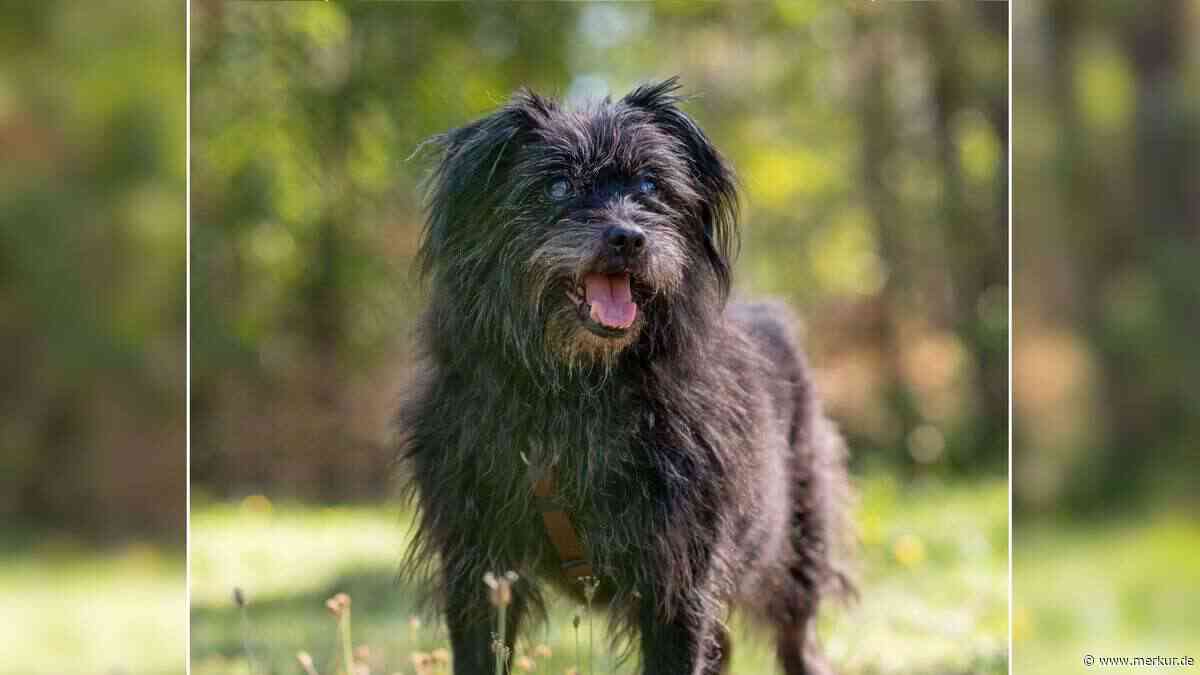 „Vom eigenen Besitzer verleugnet“: Tierheim sucht dringend Zuhause für Hundeopa