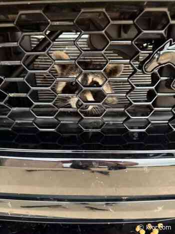 Racoon rescued from car's grill after getting hit this morning in Blanchard