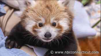 Help name Beardsley Zoo's first baby red panda