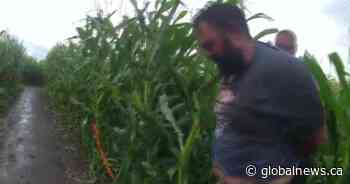 ‘Doing God’s will’: Accused in Edmonton Corn Maze stabbing claims victim was a Nazi