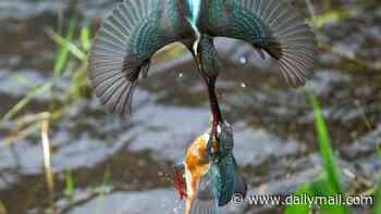 Fight or flight! Two kingfishers lock beaks as they battle mid air