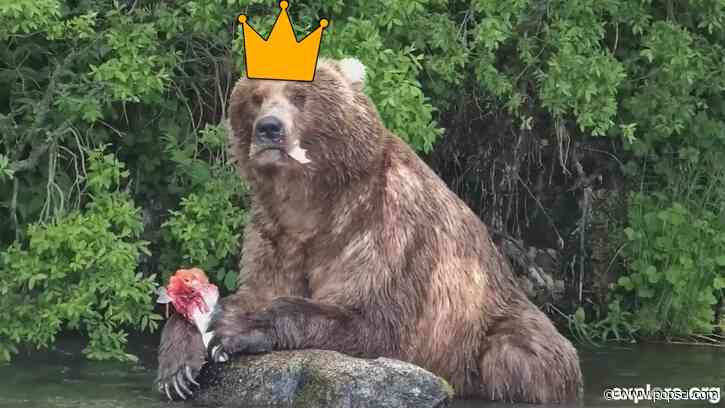 Bear #89 (Backpack) wins Fat Bear Week 2026