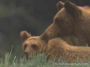 B.C. Conservation Officer Service warns of increased grizzly bear sightings on Sunshine Coast