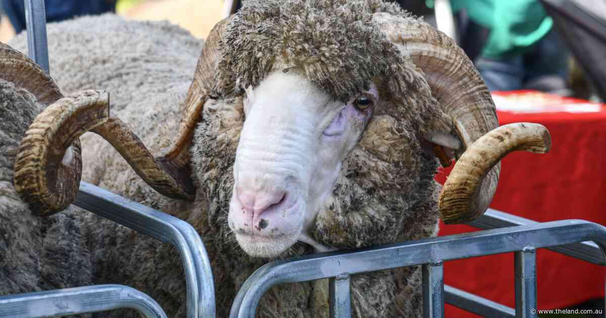 Touch, feel and breeding values: numbers powering Merino ram sale turnaround
