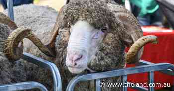 Touch, feel and breeding values: numbers powering Merino ram sale turnaround