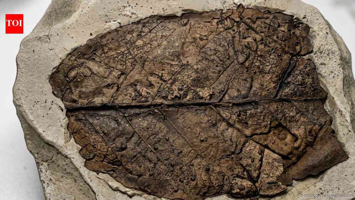 12-million-year-old fossil leaf from the Himalaya reveals a previously unknown fungal species