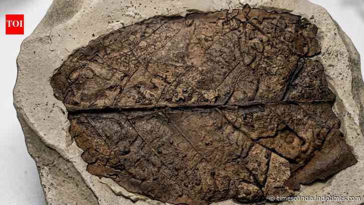 12-million-year-old fossil leaf from the Himalaya reveals a previously unknown fungal species