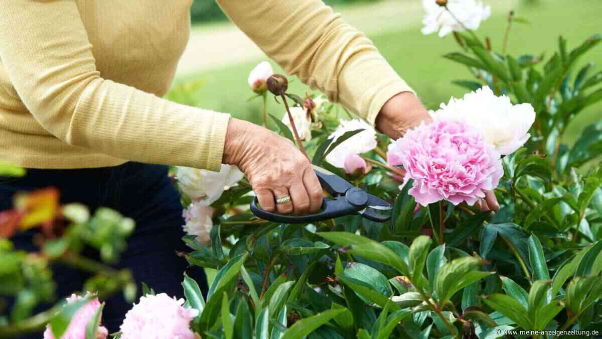 Pfingstrosen schneiden: Wer jetzt falsch handelt, riskiert die Blüte im nächsten Jahr