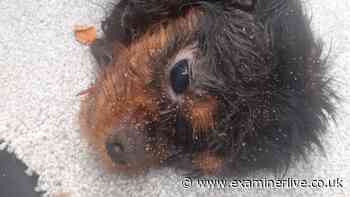 Starving puppy made 'haunting, howling noise' before being put to sleep