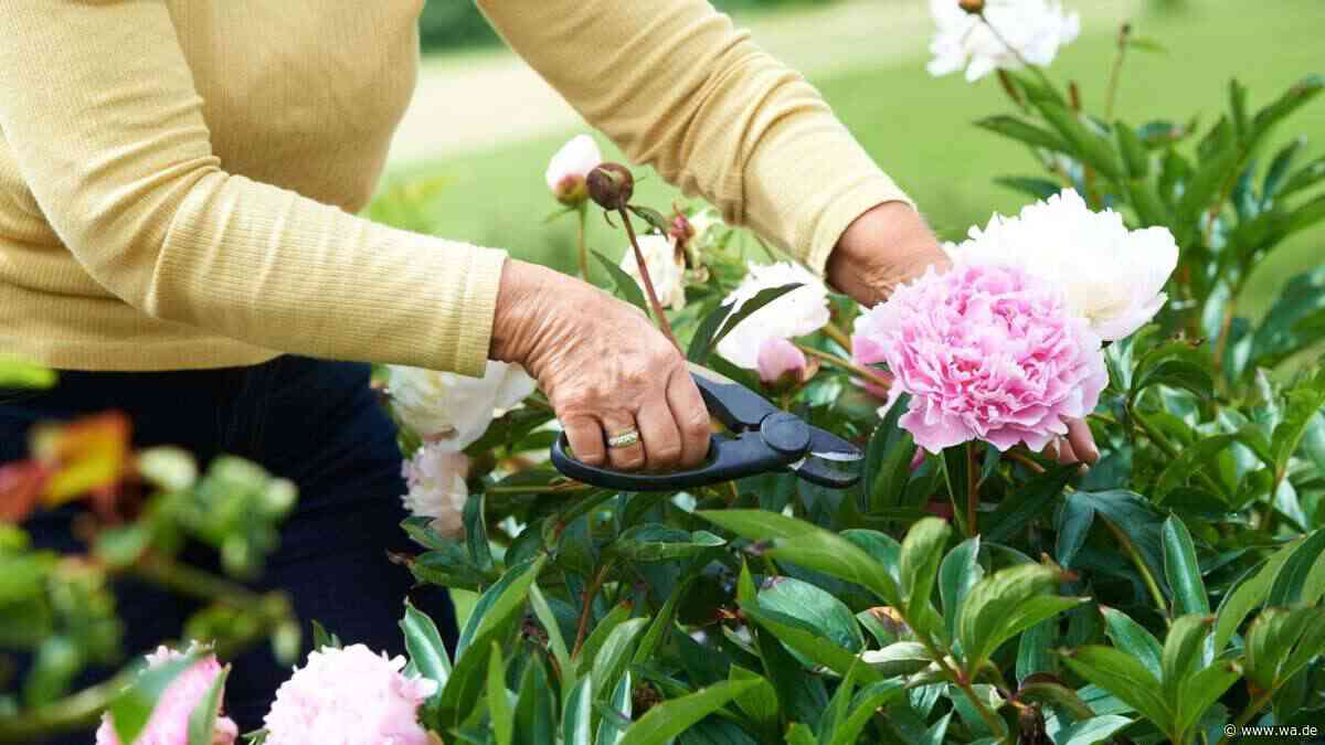 Pfingstrosen schneiden: Wer jetzt falsch handelt, riskiert die Blüte im nächsten Jahr