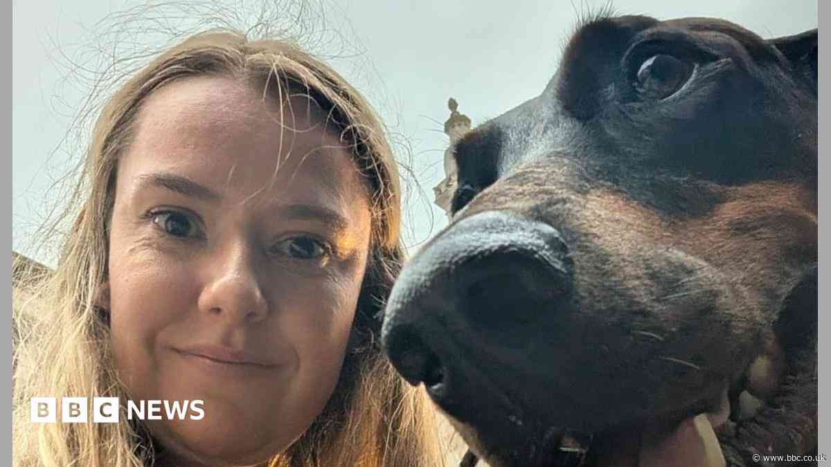 From ads to The Gentlemen red carpet - training dogs for TV