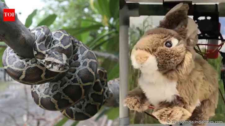 Florida researchers used fluffy rabbit robots to tackle the invasive Burmese python species, and the decoy helped attract snakes without harming real animals