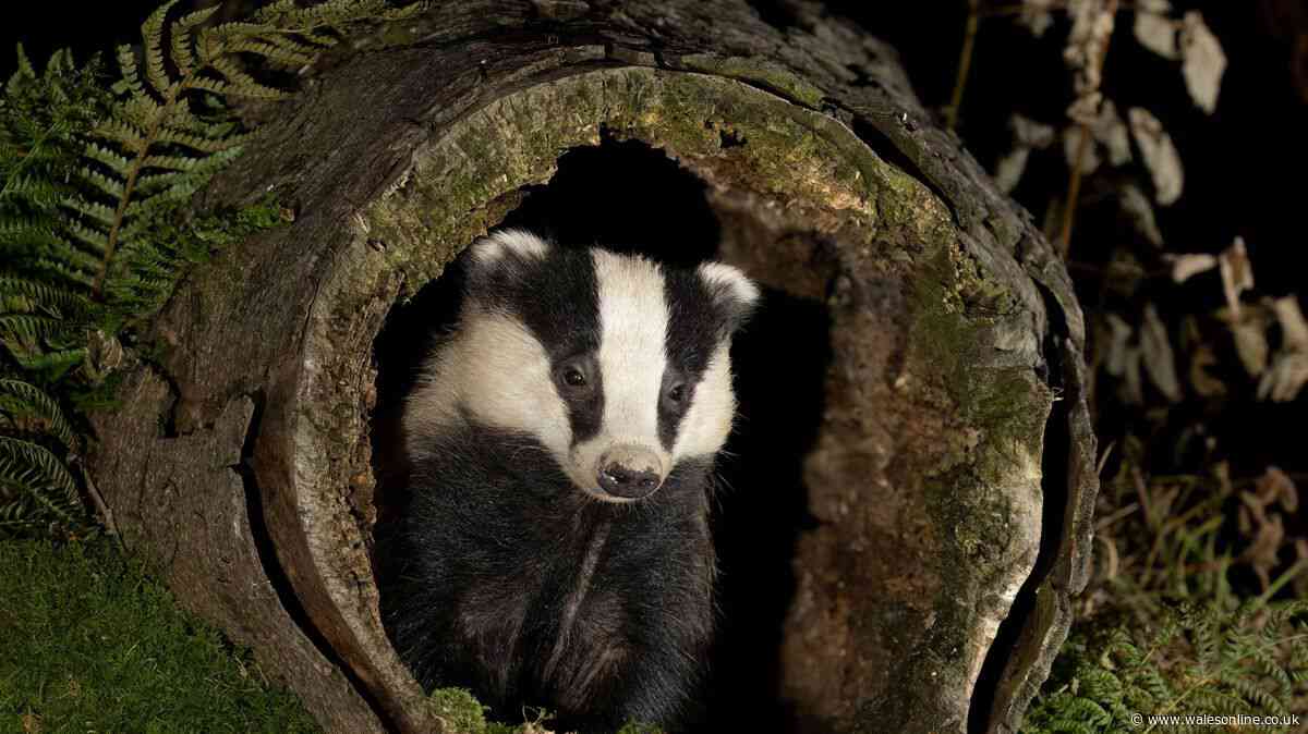 Badgers will visit gardens every night if you avoid 1 common mistake in October