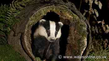 Badgers will visit gardens every night if you avoid 1 common mistake in October