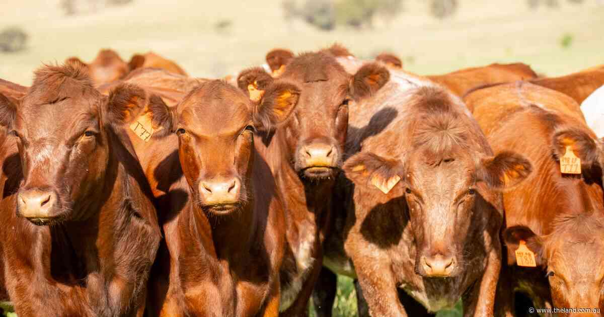 'Nothing's about to fall over': cattle levy review unearths funding deficit