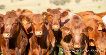 'Nothing's about to fall over': cattle levy review unearths funding deficit