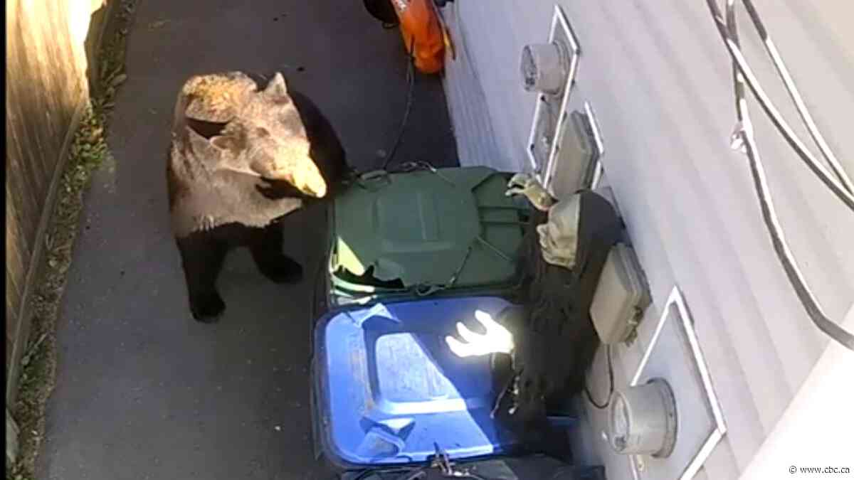 B.C. man uses Halloween zombie to scare away bears | The Moment