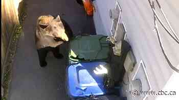B.C. man uses Halloween zombie to scare away bears | The Moment