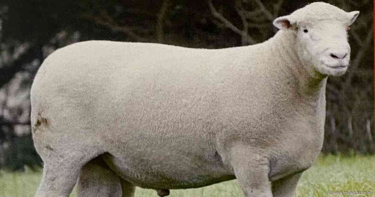 From lot 6 to number one: Tattykeel Poll Dorset sale rises above $20,000