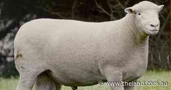 From lot 6 to number one: Tattykeel Poll Dorset sale rises above $20,000