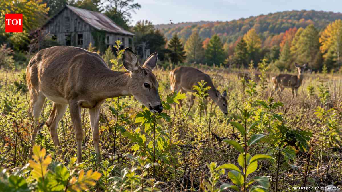 18-year study of 280,674 seedlings shows deer browsing can delay New York forest recovery