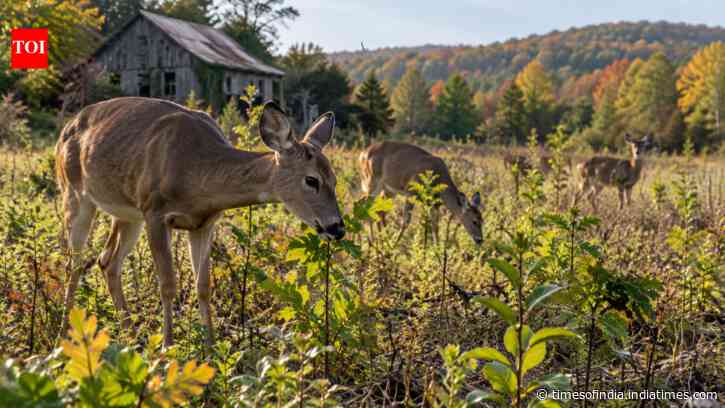 18-year study of 280,674 seedlings shows deer browsing can delay New York forest recovery