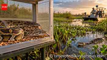 Female Burmese pythons tested as lures fail to boost wild python detections in Florida