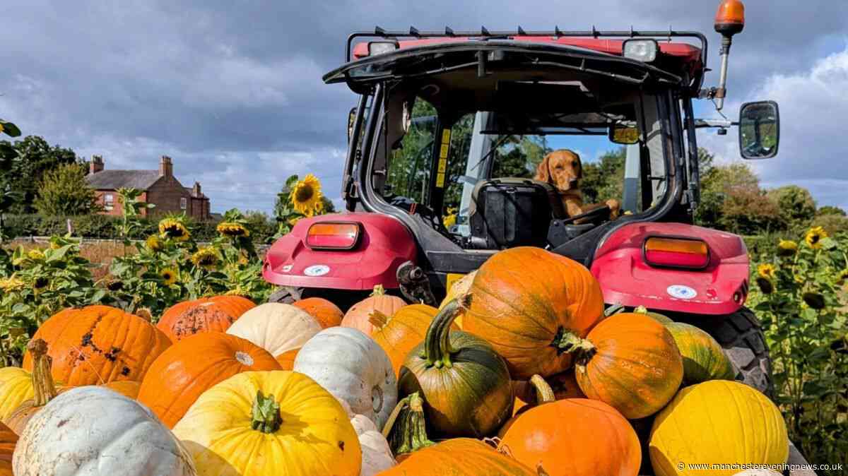 The Greater Manchester pumpkin patch named among best in the UK that's £6 a car