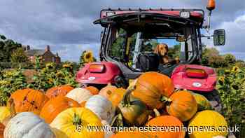 The Greater Manchester pumpkin patch named among best in the UK that's £6 a car