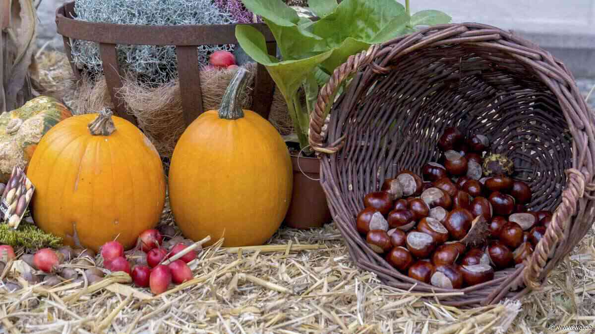 Herbstdeko im Biomüll entsorgen? Warum manche Zierkürbisse auf keinen Fall in diese Tonne gehören