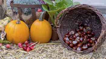 Herbstdeko im Biomüll entsorgen? Warum manche Zierkürbisse auf keinen Fall in diese Tonne gehören