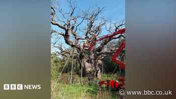 Work to preserve dead 'Robin Hood' oak tree begins