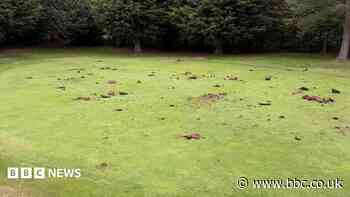 Appeal after 'patterned holes' dug on golf course