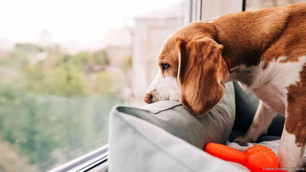 Dog trainer warns big 'welcome home' can cost £1,850 fine