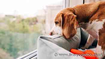 Dog trainer warns big 'welcome home' can cost £1,850 fine