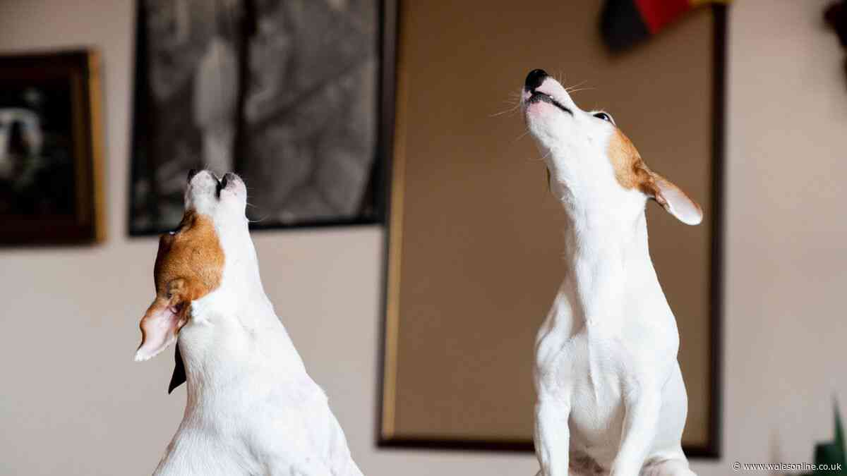 Dog owners could be forced to pay £1,850 for 'welcome home' habit