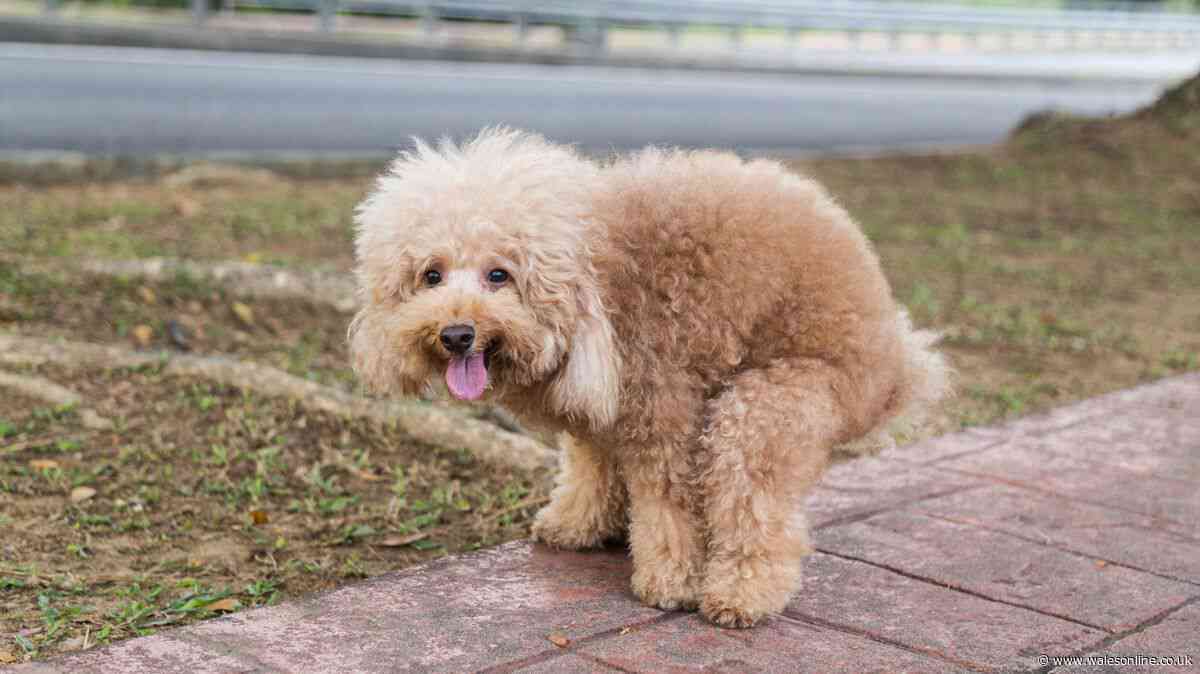'My neighbour's dog kept pooing in my garden - my revenge went viral'