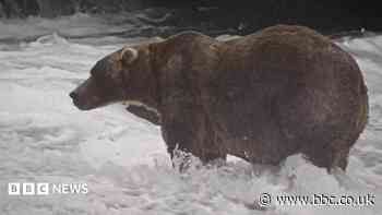 'Backpack' declared Alaska's Fat Bear Week winner