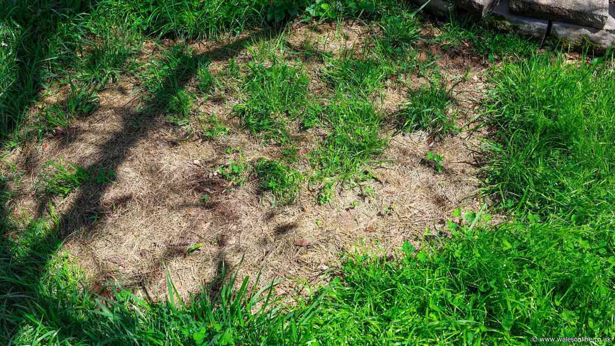 Gardener shares 'hassle-free' trick to repair brown patchy lawn that works 'every time'