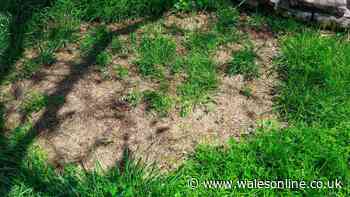 Gardener shares 'hassle-free' trick to repair brown patchy lawn that works 'every time'