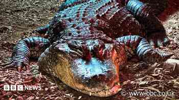 Zoo says goodbye to 'most incredible' alligator