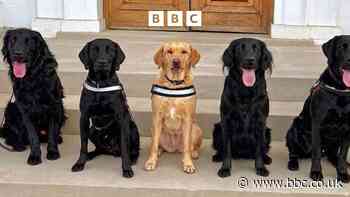 Meet the UK's first 'spiking' police sniffer dogs