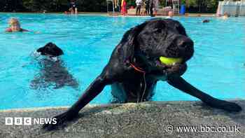 Dog swim brings 'memorable' pool season to close