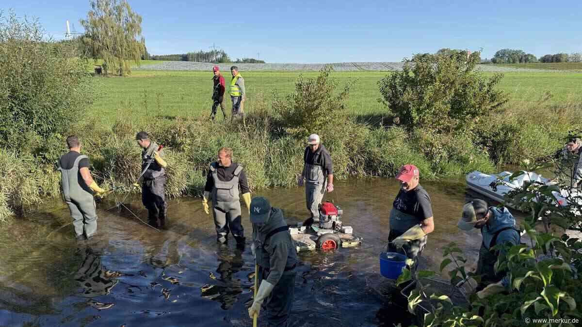 Trotz Hitze-Sommer: Fischereiverein zählt viele junge Bachforellen in der Maisach
