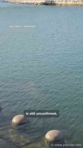 Shark becomes honorary ambassador in South Korean town