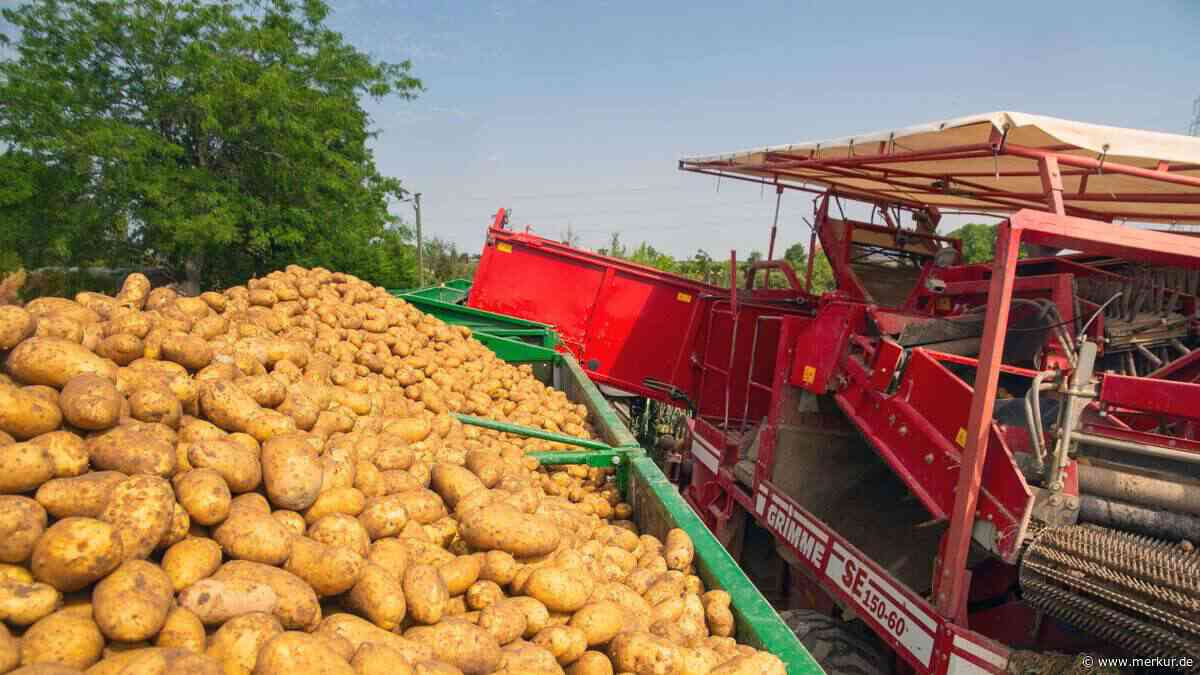 Mann fällt bei Kartoffelernte vom Gerät und wird überrollt