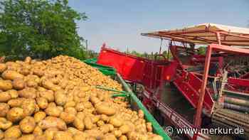 Mann fällt bei Kartoffelernte vom Gerät und wird überrollt