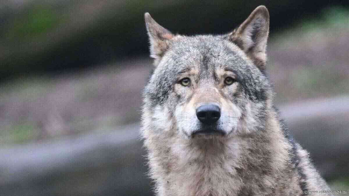 Naturschutzverbände fordern Aus von Wolf-Abschuss im Berchtesgadener Land