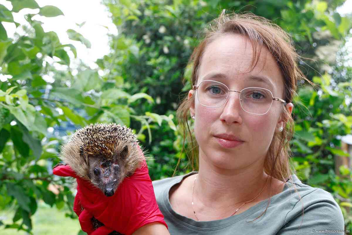 Zwickauer Igelretter für Deutschen Tierschutzpreis nominiert