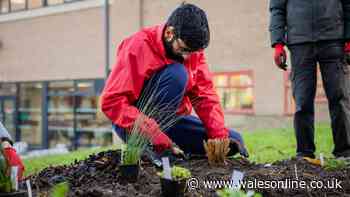 AD FEATURE: Free garden packages helping Welsh communities reconnect with nature